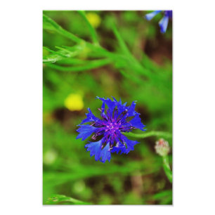 Impression Photo Fleur bleue