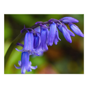 Impression Photo Fleur Bluebell