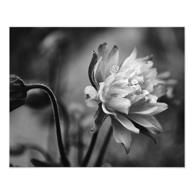 Impression Photo Fleur Columbine en noir et blanc (Devant)