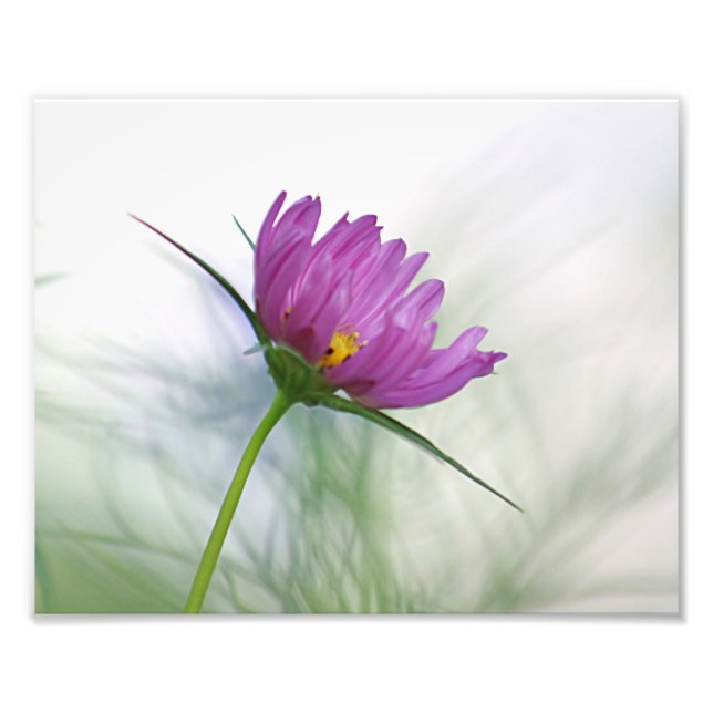 Impression Photo Fleur cosmos pourpre (Devant)
