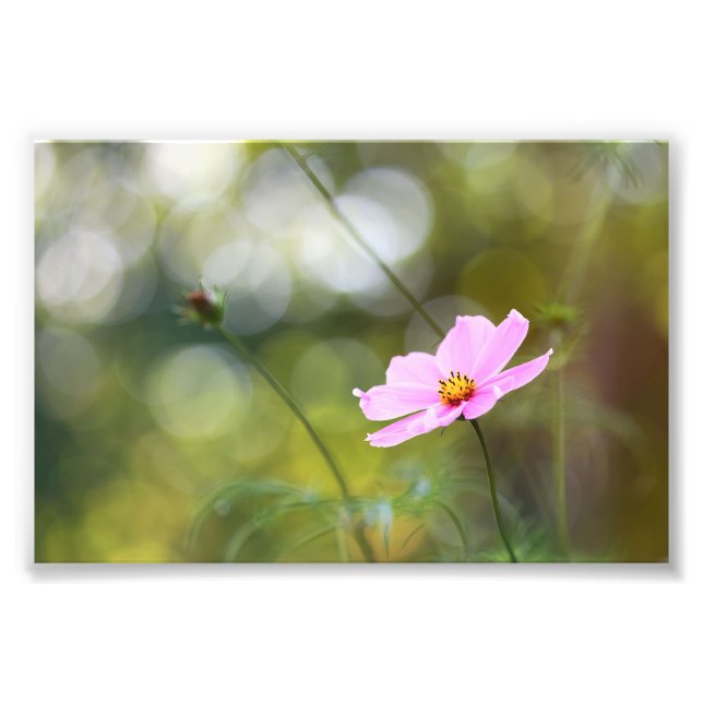 Impression Photo Fleur Cosmos Rose Avec Bokeh Vert Golden Hour (Devant)