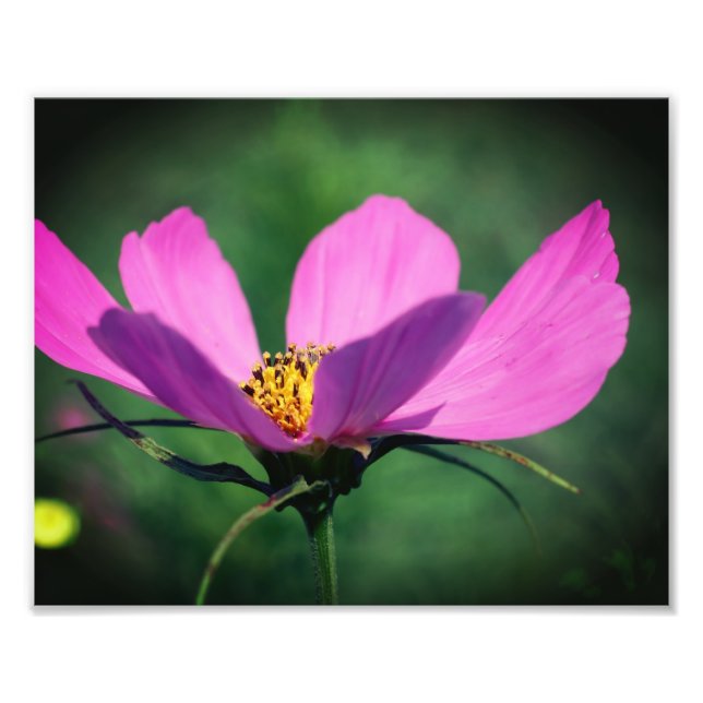 Impression Photo Fleur Cosmos Rose Unique En Fleur 8x10 (Devant)