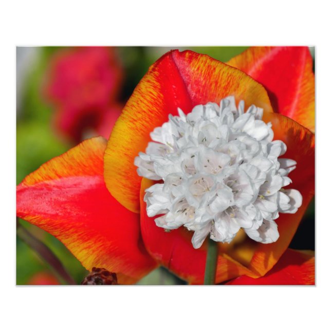 Impression Photo Fleur d'Allium (Devant)