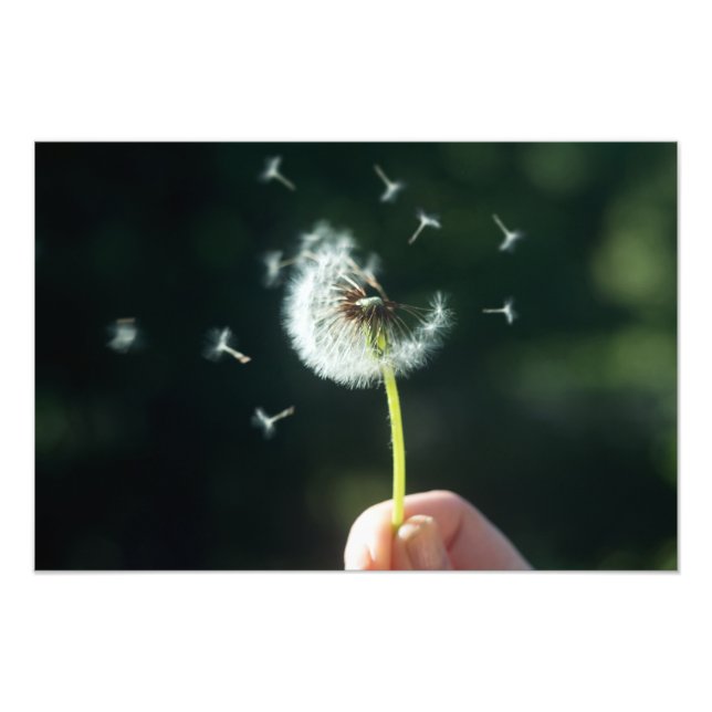 Impression Photo Fleur Dandelion (Devant)