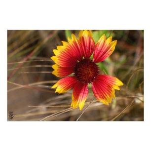 Impression Photo Fleur dans le vent