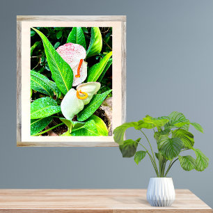 Impression Photo Fleur d'anthurium blanc Puerto Vallarta