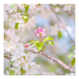 Impression Photo Fleur d'Apple - Beauté
