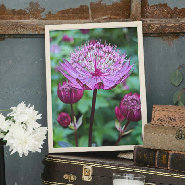 Impression Photo Fleur d'Astrantia rose (In Situ)
