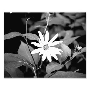 Impression Photo Fleur de B&W