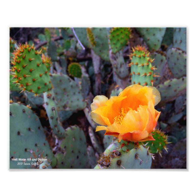 Impression Photo Fleur de cactus à poires orange (Devant)