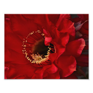 Impression Photo Fleur de Cactus de champ