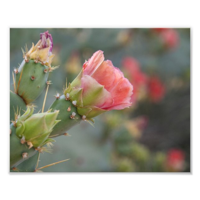 Impression Photo Fleur de cactus rose qui commence à fleurir (Devant)