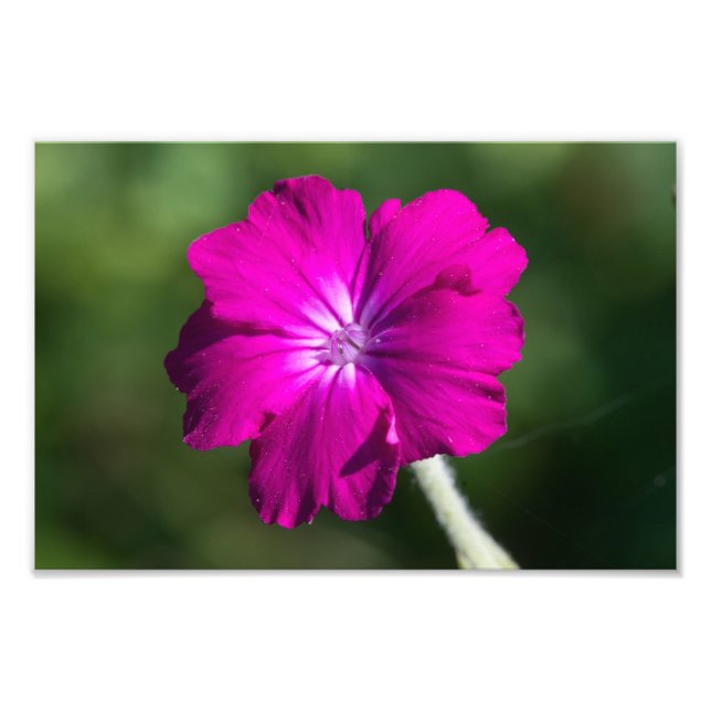 Impression Photo fleur de campion rose (Devant)