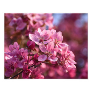 Impression Photo Fleur de cerise