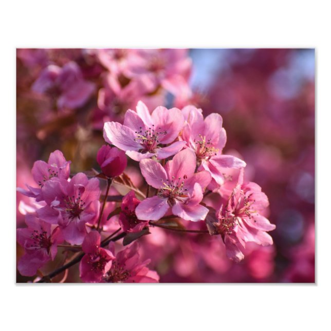 Impression Photo Fleur de cerise (Devant)