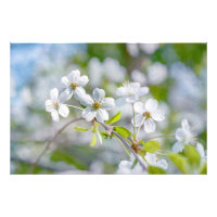 Fleur de cerisier blanche
