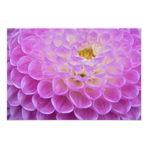 Impression Photo Fleur de chrysanthème décorant un lieu de sépultur