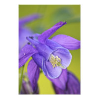 Fleur de colombine violette unique