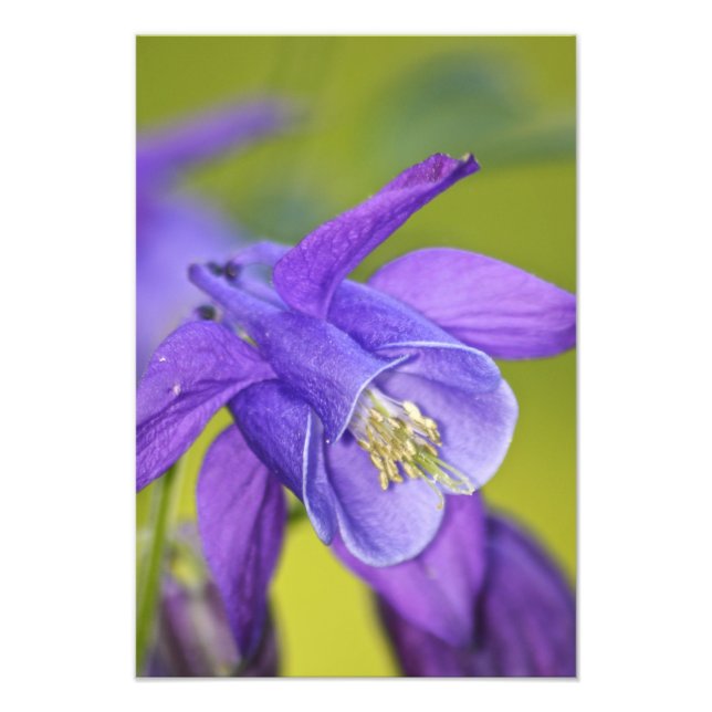 Impression Photo Fleur de colombine violette unique (Devant)