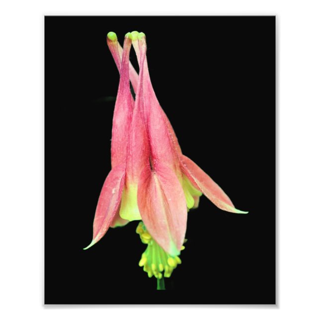 Impression Photo Fleur de colonne délicate 8x10 (Devant)