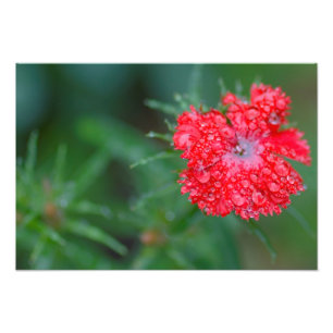 Impression Photo Fleur de Dianthus après la pluie