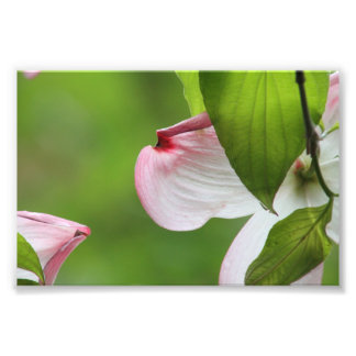 Impression Photo Fleur de Dogwood