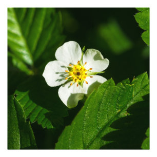 Impression Photo Fleur de fraises sauvages