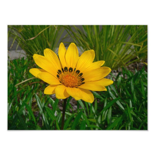 Impression Photo Fleur de Gazania jaune (Devant)