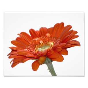 Impression Photo Fleur de Gerbera de marguerite orange