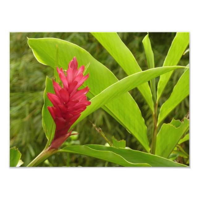 Impression Photo Fleur de gingembre rouge (Alpinia) tropicale (Devant)