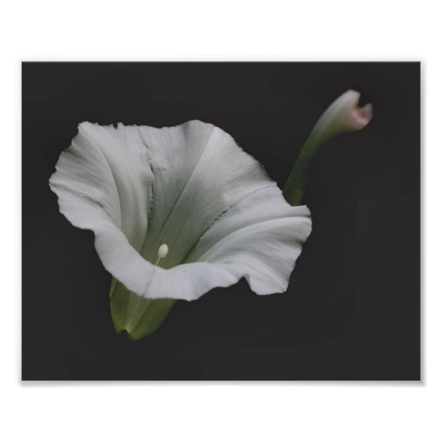 Impression Photo Fleur de gloire du matin blanc Gros plan 8x10 (Devant)