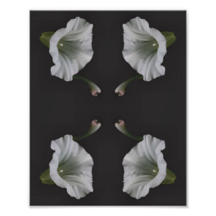 Impression Photo Fleur de liseron blanc Nature Art 8x10