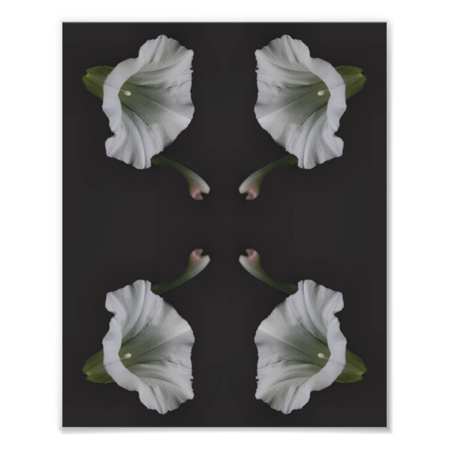 Impression Photo Fleur de liseron blanc Nature Art 8x10 (Devant)