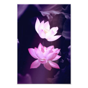 Impression Photo Fleur de Lotus en fleurs