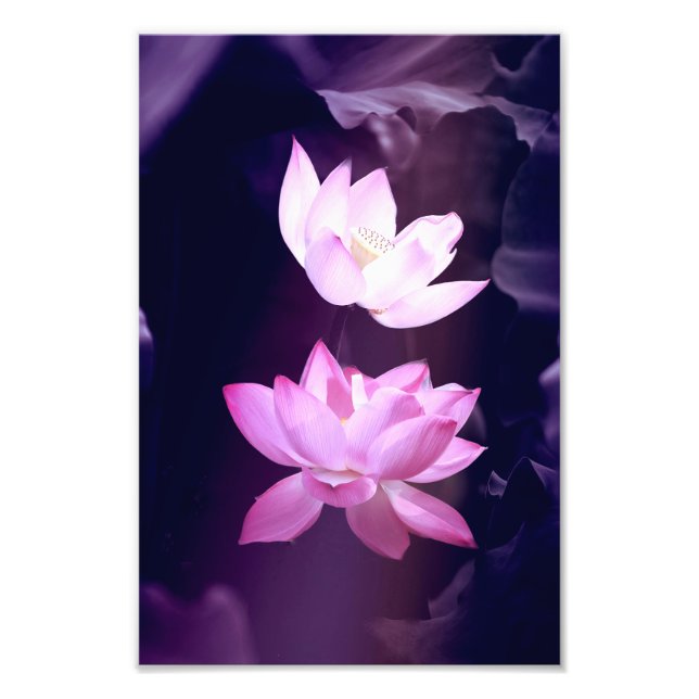 Impression Photo Fleur de Lotus en fleurs (Devant)