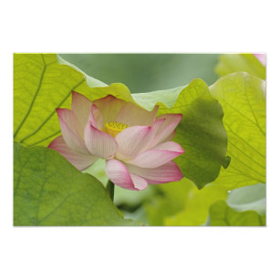 Impression Photo Fleur de Lotus, Nelumbo nucifera, Chine
