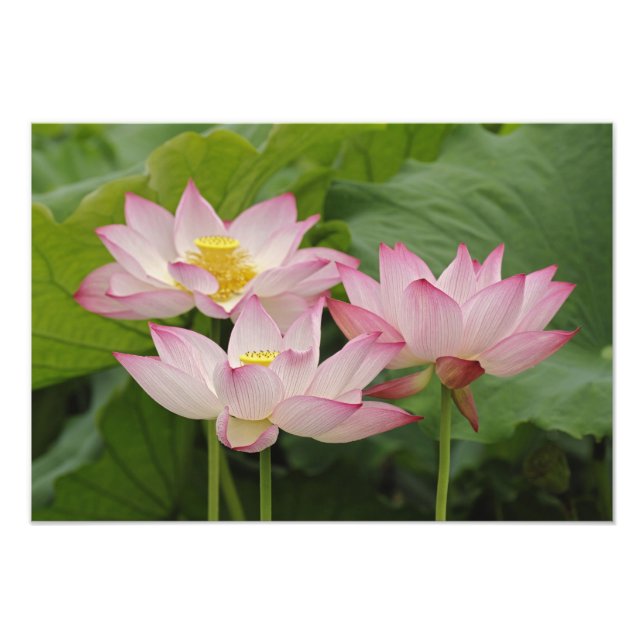 Impression Photo Fleur de lotus, Nelumbo nucifera, Chine 2 (Devant)