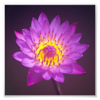 Impression Photo Fleur de Lotus pourpre