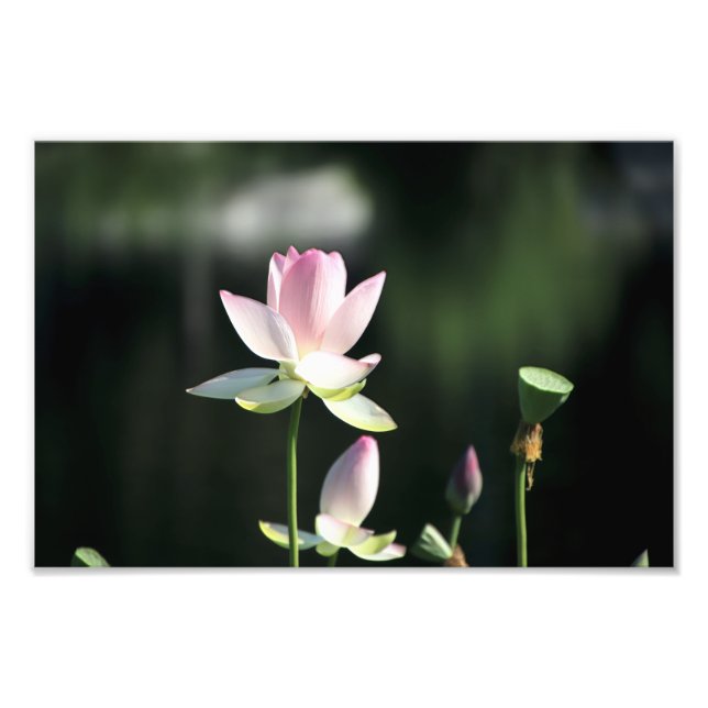 Impression Photo Fleur de Lotus rose et blanc (Devant)