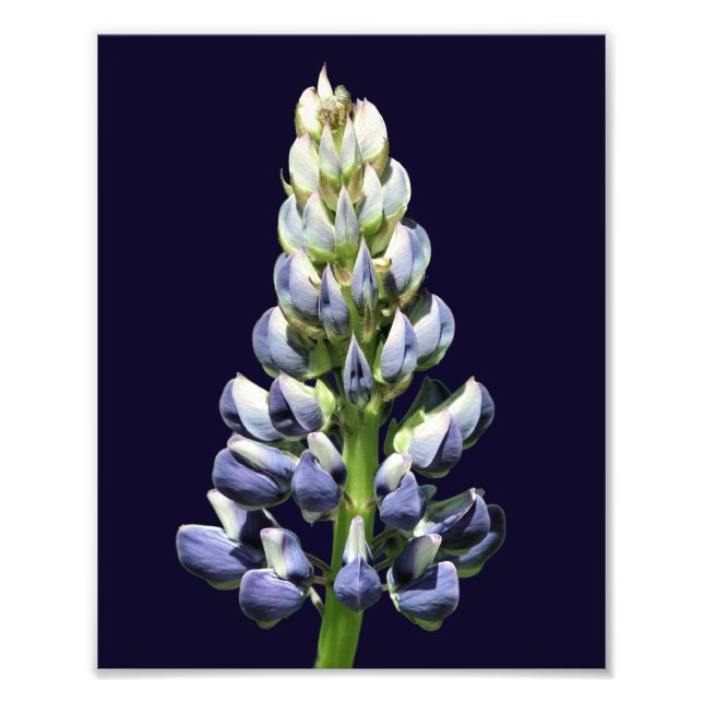 Impression Photo Fleur de lupine violette sauvage unique 8x10 (Devant)