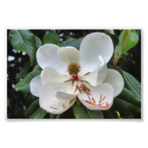 Impression Photo Fleur de Magnolia blanche