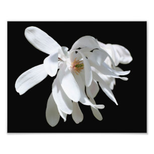 Impression Photo Fleur de Magnolia blanche Gros plan 8x10