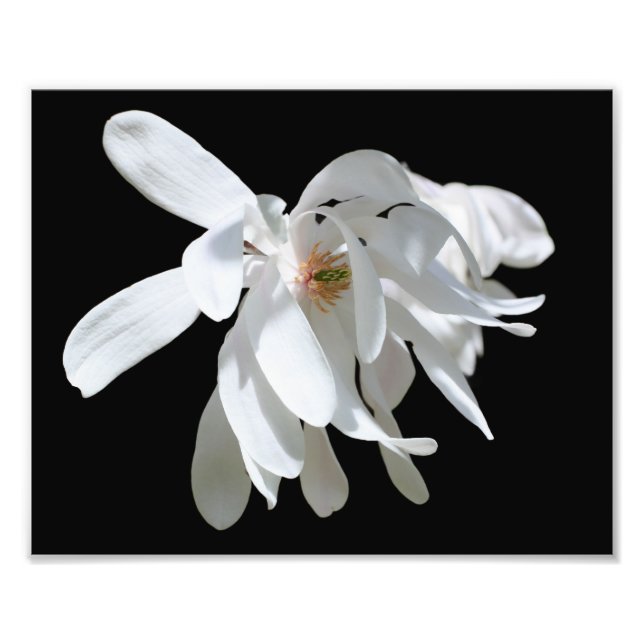 Impression Photo Fleur de Magnolia blanche Gros plan 8x10 (Devant)