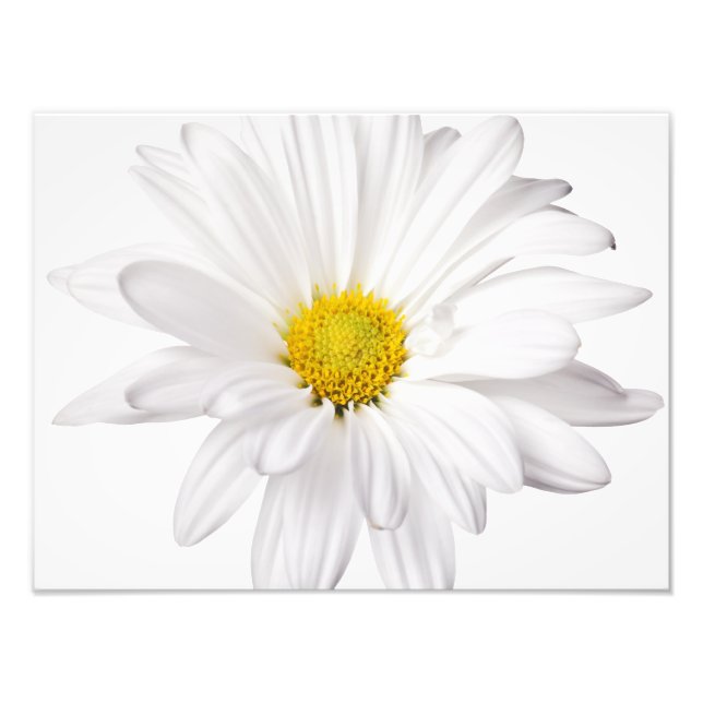 Impression Photo Fleur de marguerite blanche Arrière - plan de marg (Devant)