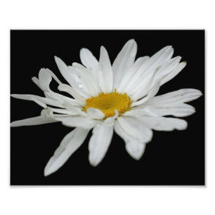 Impression Photo Fleur de marguerite blanche goutte d'eau 8x10