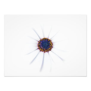 Impression Photo Fleur de marguerite blanche minimaliste sur Arrièr