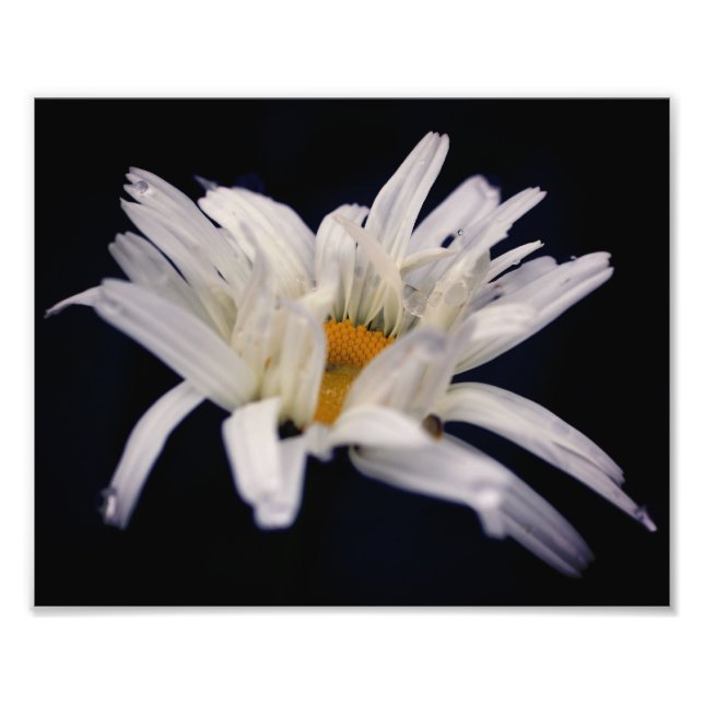 Impression Photo Fleur de marguerite spectaculaire 8x10 (Devant)