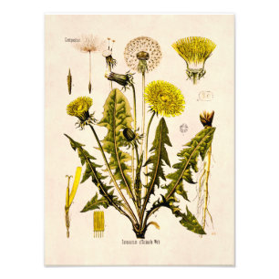 Impression Photo Fleur de pissenlit jaune vintage 1800 montée en gr