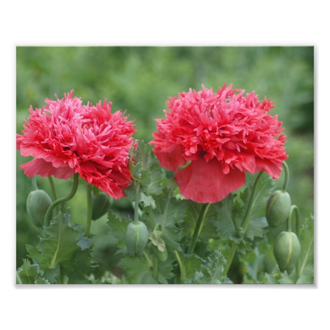 Impression Photo Fleur de Poppy Peony en fleurs (Devant)
