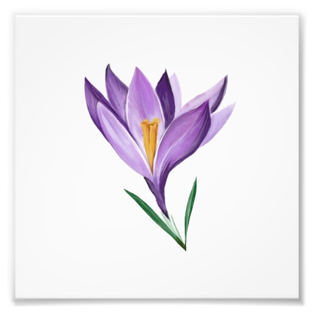 Impression Photo Fleur de printemps Crocus (Devant)